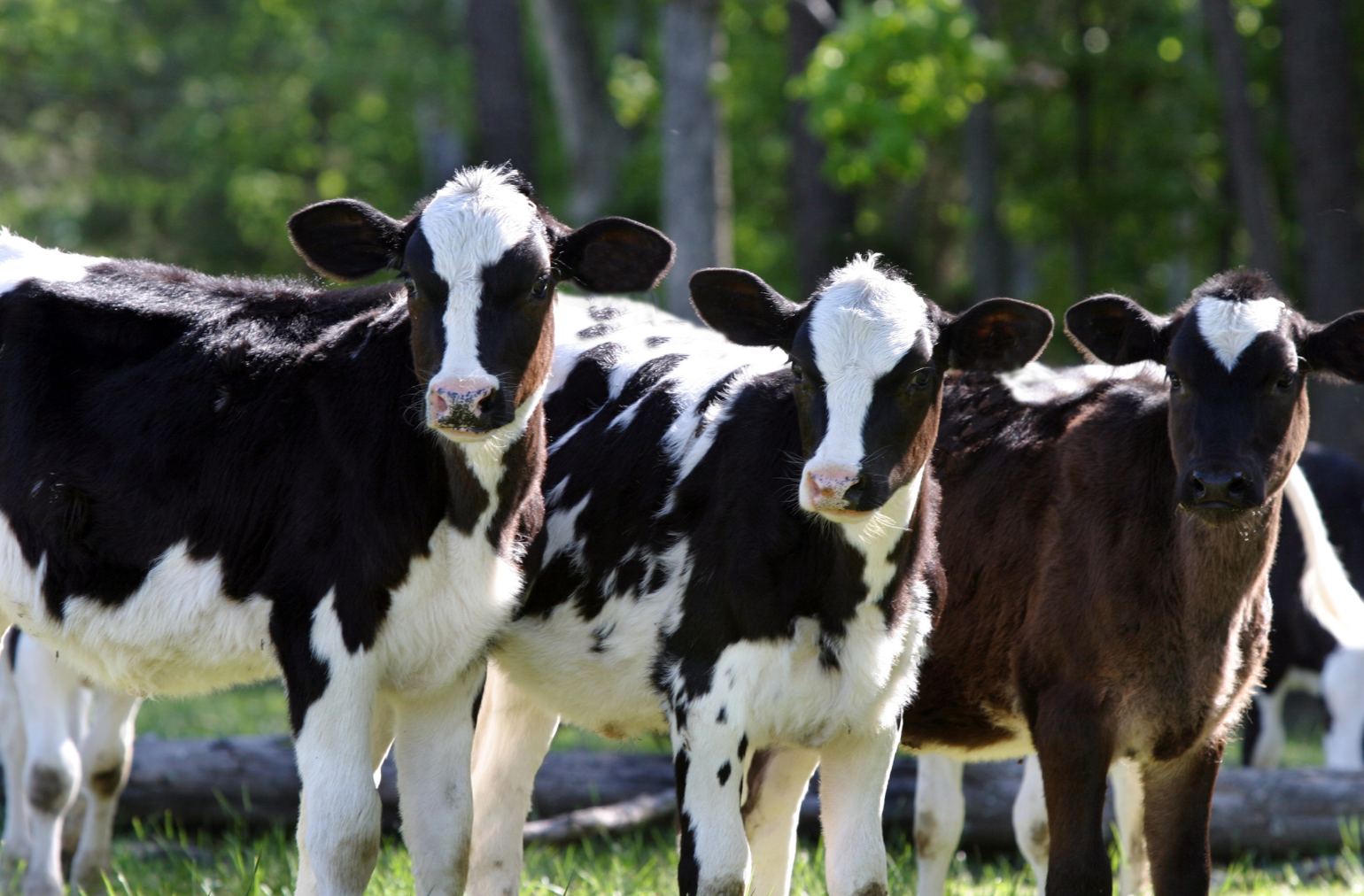 USDA Reports Lowest July Heifer Inventory Since 2004