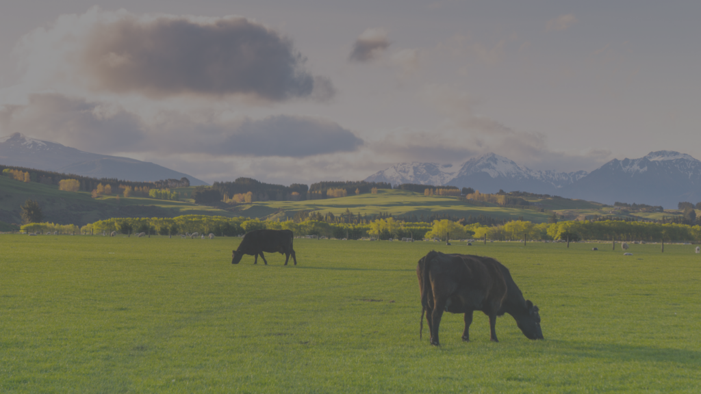 September 2024 New Zealand Dairy Export Volume Snapshot HighGround Dairy