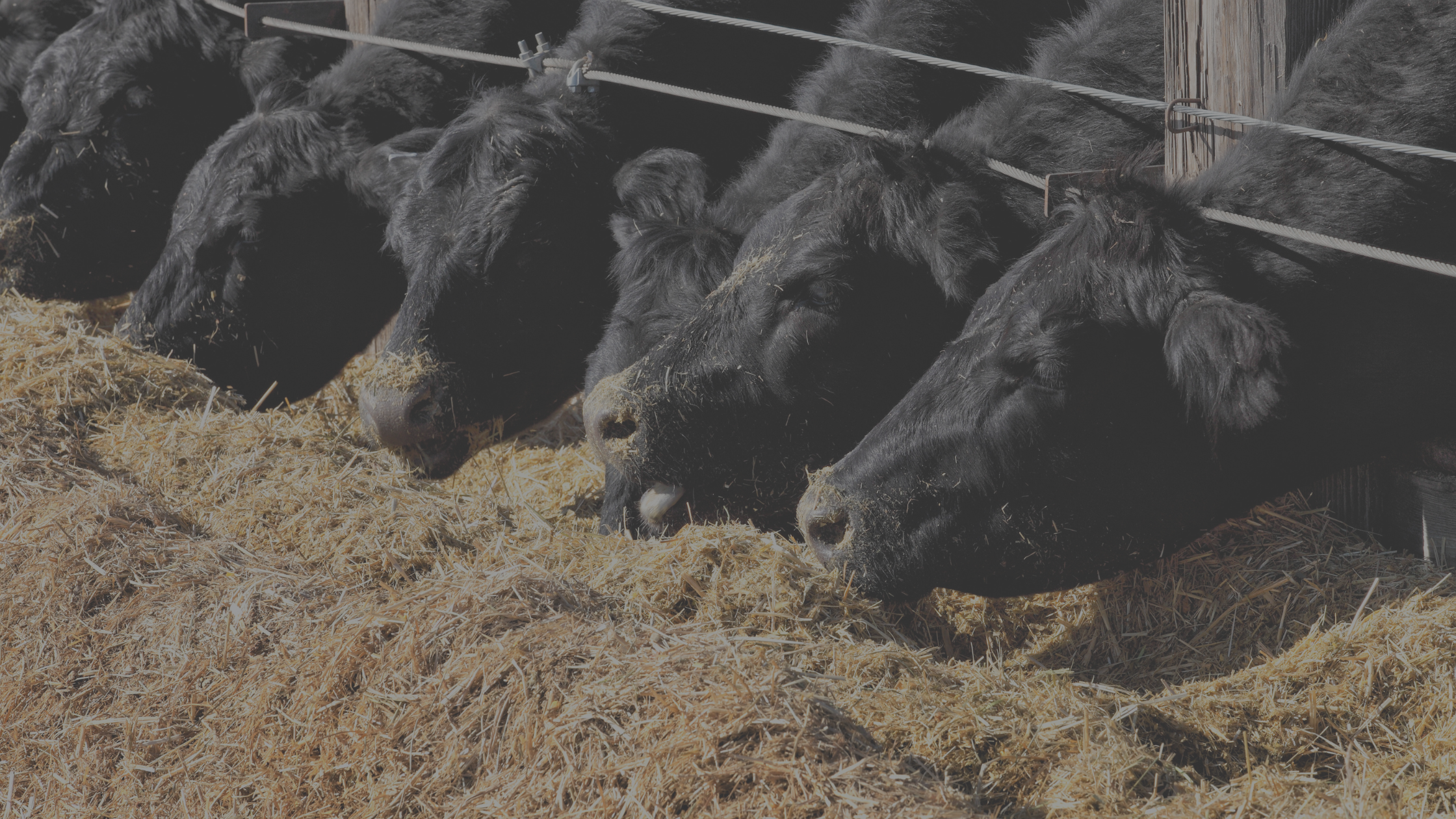 Beef-on-Dairy & Cull Cow Coverage Now Available Through LRP