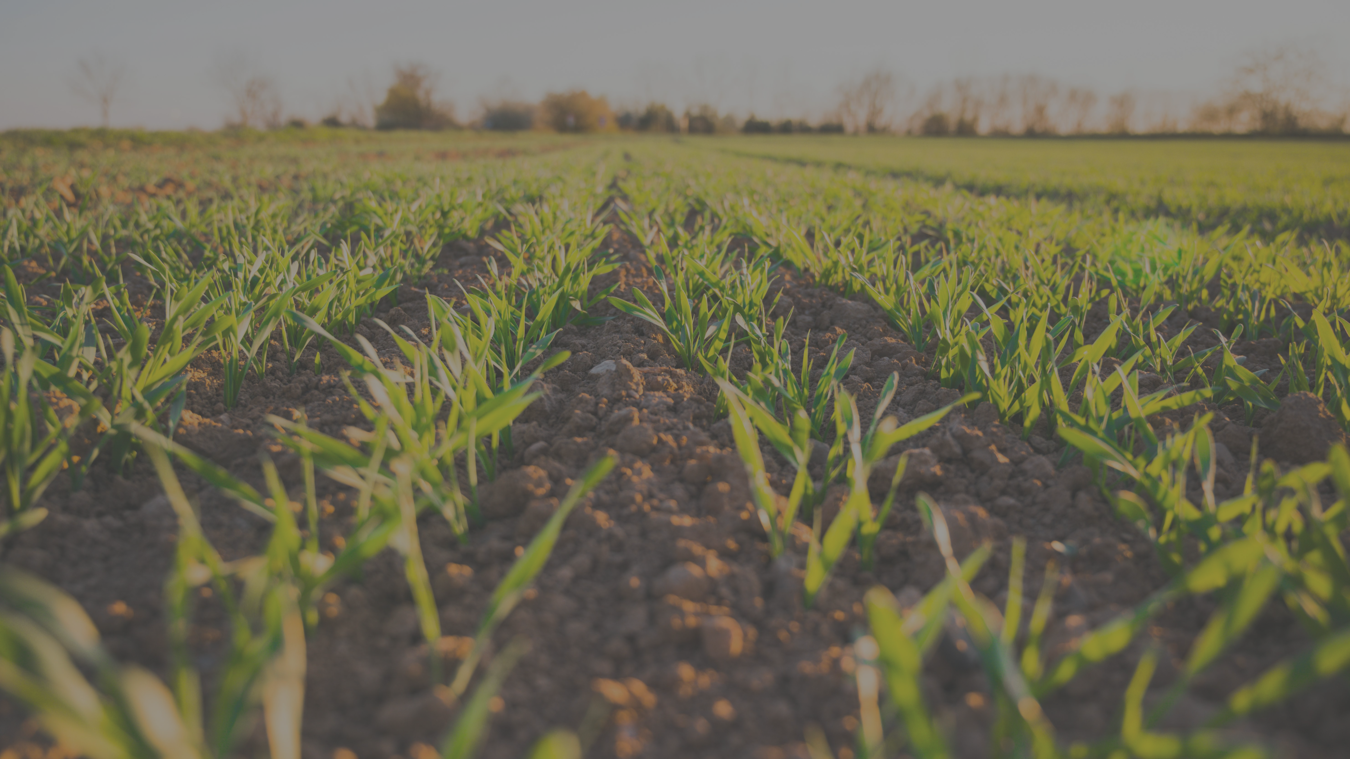 Fertilizer and Energy Costs Soar Ahead of US Planting