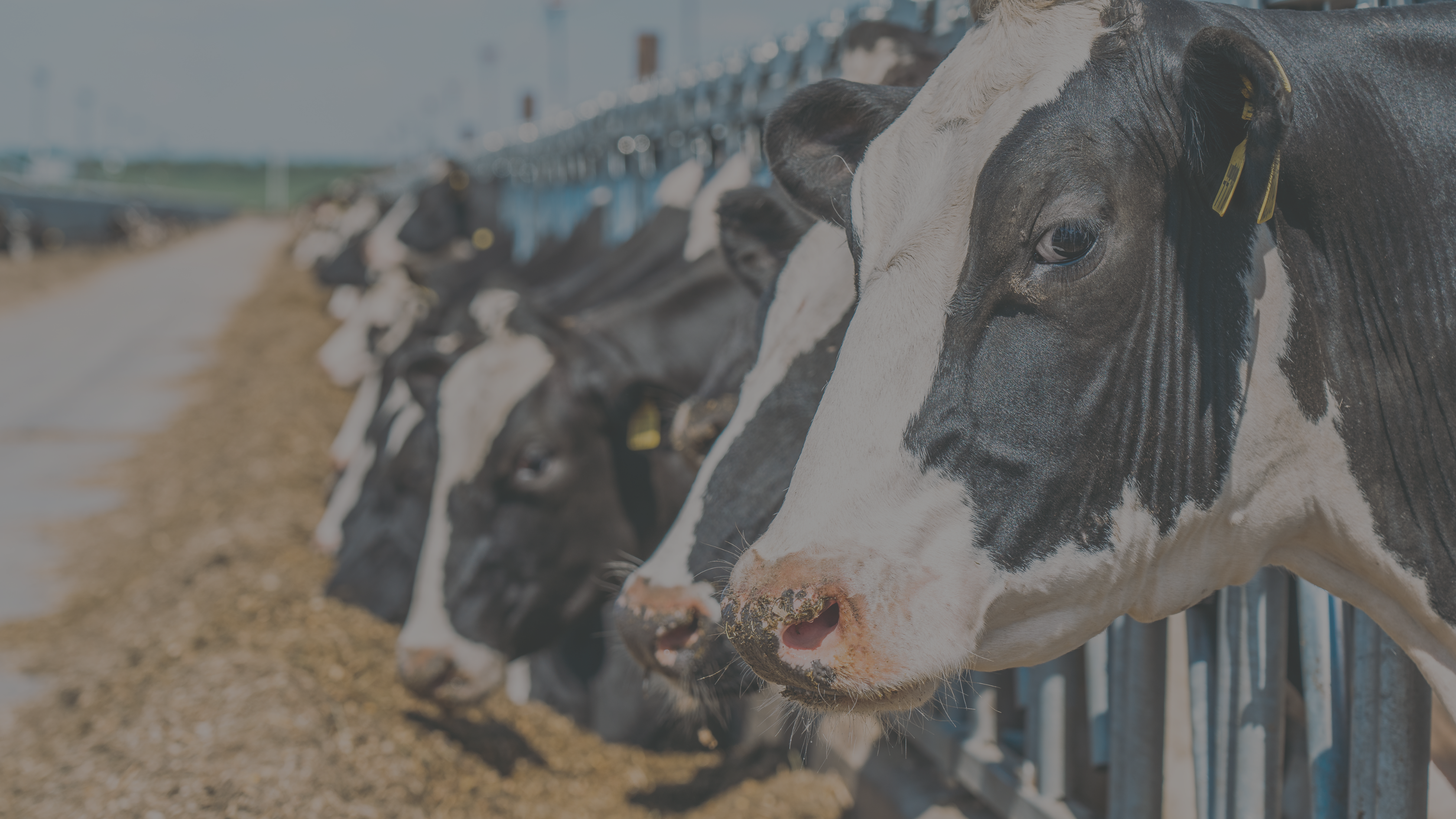 Cattle Numbers Grow Modestly in US; Replacement Heifers Up